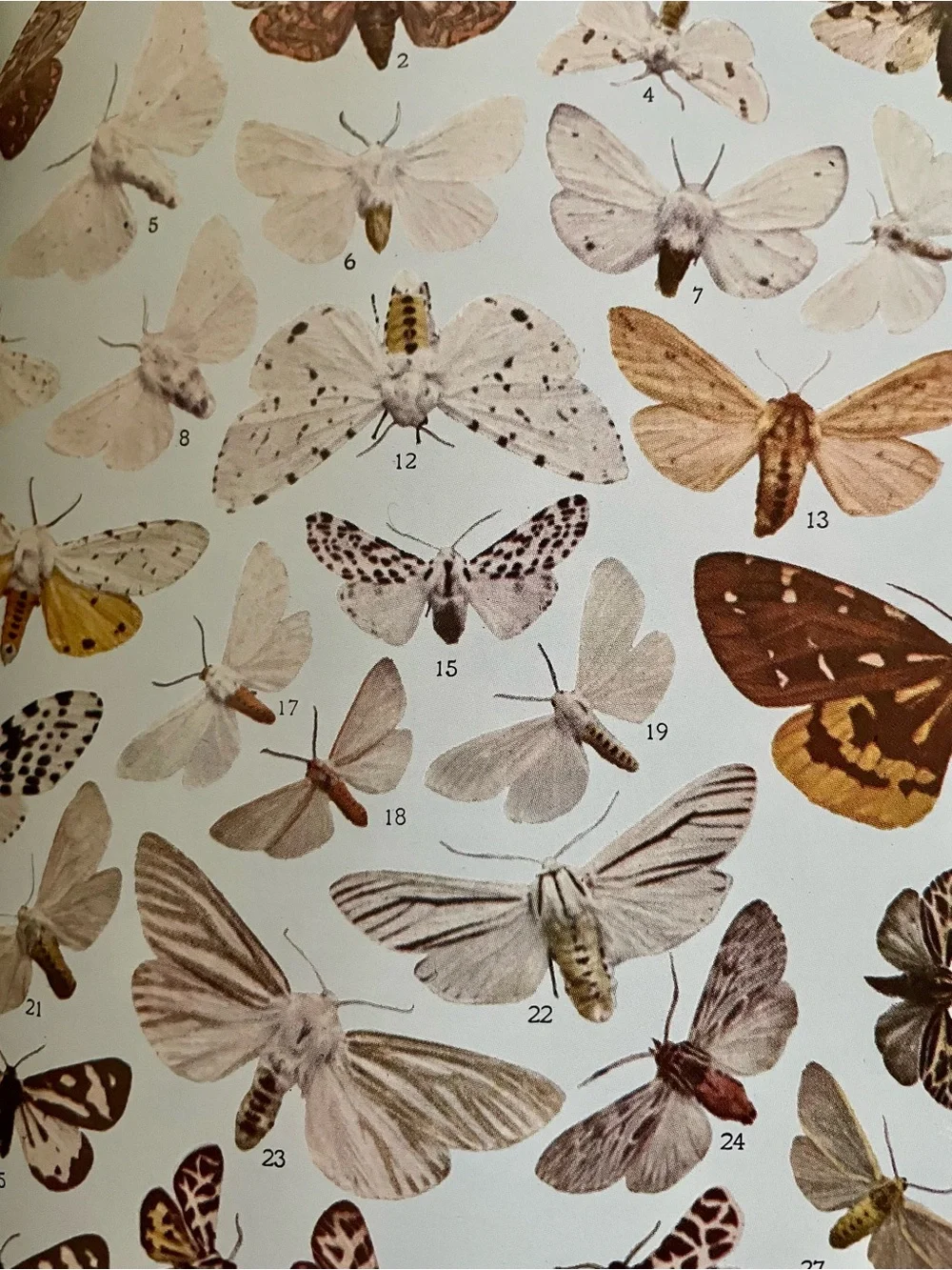 Dover Publications title moth